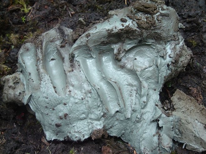 Canada, first nations, native american, aboriginal, Kisameet Bay, British Columbia, University of British Columbia, superbugs, antibiotic resistance, ESKAPE bacteria, clay, medical research