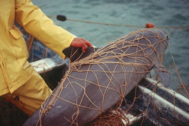 vaquita, endangered species, harbor porpoise, porpoise, cetaceans, endangered animals, poaching, totoaba, Mexico, Gulf of California, China