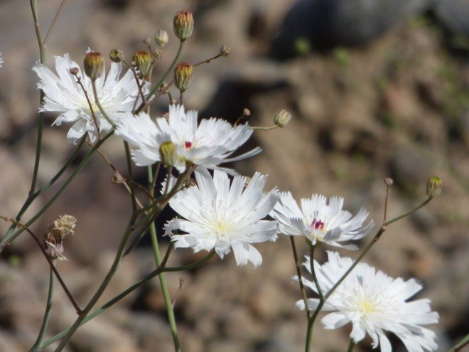 Death Valley, wildflowers, desert, yellow flowers