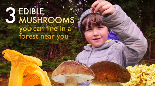 Guide to mushroom foraging, edible mushrooms, mushroom foraging, mushroom hunting, how to forage for mushrooms, mushroom hunting, wild mushrooms, poisonous mushrooms, 3 edible mushrooms