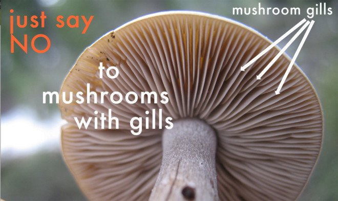 How to avoid poisonous mushrooms, gilled mushrooms, how to avoid gilled mushrooms, avoid mushrooms with gills, how to avoid poisonous mushrooms