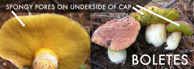 How to identify a bolete mushroom, Porcini Mushroom, King Bolete, Cep Mushroom, Boletus Edulis, mushroom foraging, gourmet mushrooms, edible mushrooms, porcini mushrooms, penny ben mushroom