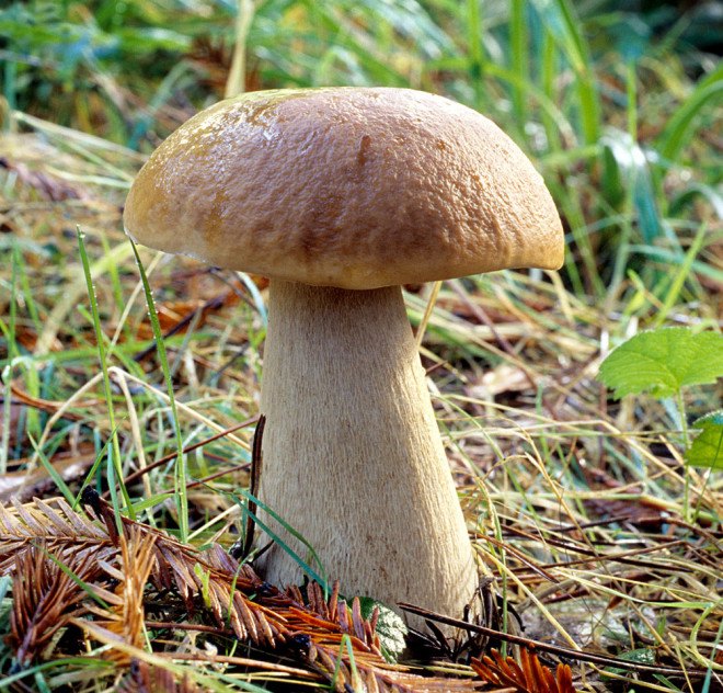 Porcini Mushroom, Boletus Edulis, King Bolete, Cep, Edible Mushroom, Gourmet mushroom, foraging for mushrooms