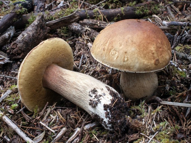 Porcini Mushroom, Boletus Edulis, King Bolete, Cep, Edible Mushroom, Gourmet mushroom, foraging for mushrooms