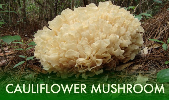 Cauliflower Mushroom, Sparassis, Sparassis Mushroom, edible mushrooms, mushroom hunting, foraging for mushrooms, mushroom foraging, easy to identify mushroom, good mushrooms for beginner mushroom hunters