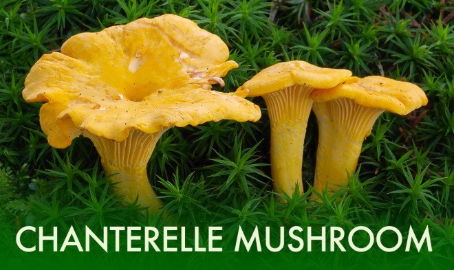 Chanterelle Mushroom, Cantharellus cibarius, chanterelles, edible mushroom