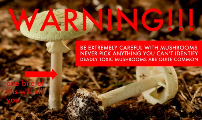 Mushroom warning, death cap warning, deadly toxic death cap mushroom