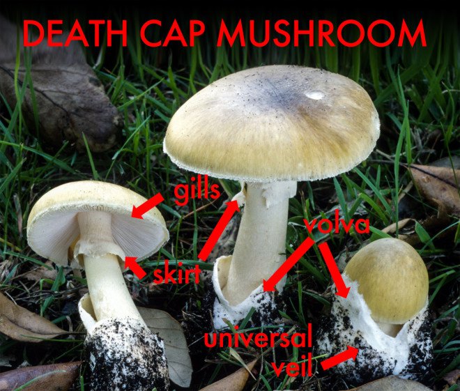 how to identify death cap mushroom, what does a death cap mushroom look like, how to identify a death cap, amanita phalloides, destroying angel mushroom