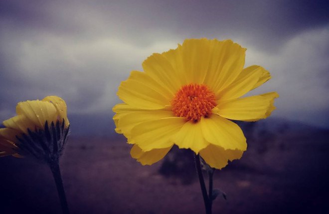 Death Valley, wildflowers, desert, yellow flowers