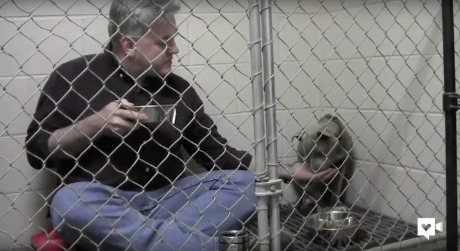 rescue animal, rescue dog, vet, veterinarian, companion animals, dogs, pets