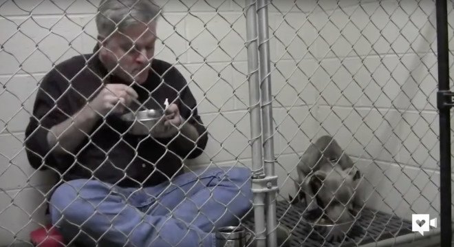 rescue animal, rescue dog, vet, veterinarian, companion animals, dogs, pets