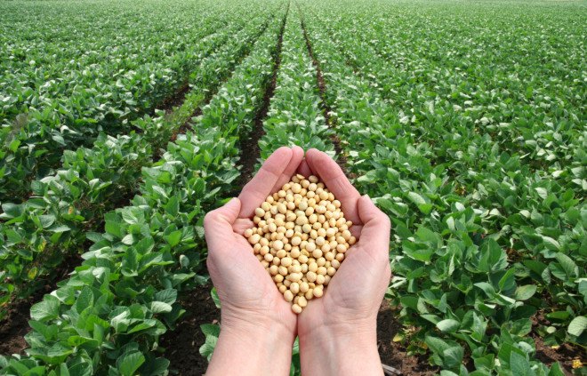 glyphosate, monsanto, roundup, world health organization, who, food and drug administration, fda, fda to test food for glyphosate, glyphosate probably carcinogen, toxic chemicals in u.s. food supply