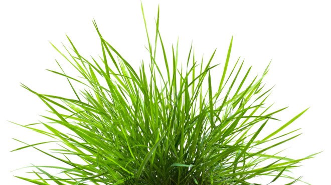 grass, blades of grass, image of grass, grass isolated on white background