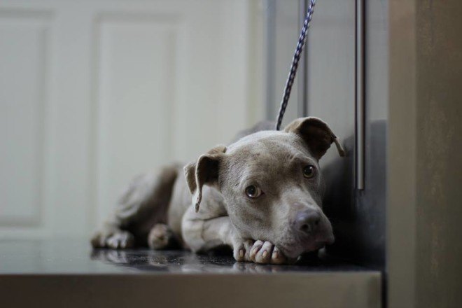 rescue animal, rescue dog, vet, veterinarian, companion animals, dogs, pets