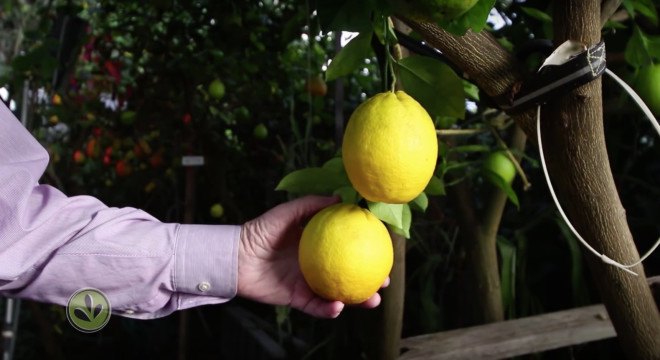 geothermal greenhouse, greenhouse, citrus fruits, year round greenhouse, winter greenhouse, russ finch, greenhouse in the snow, gardening, citrus gardening