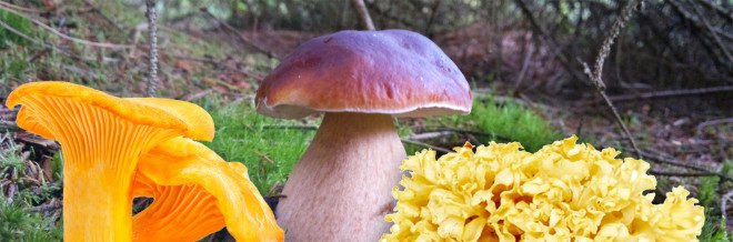 mushroom foraging guide, edible mushrooms, mushroom foraging, mushroom hunting, how to forage for mushrooms, mushroom hunting, wild mushrooms, poisonous mushrooms, 3 edible mushrooms