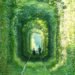 Natural Architecture, natural arch, Tunnel of Love, green tunnel, ukraine, train, Architecture, Botanical