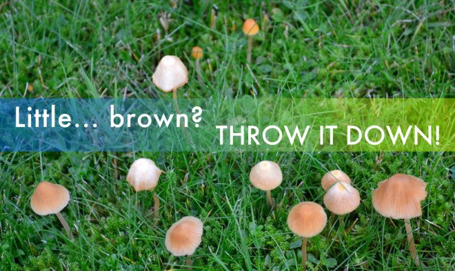 Little Brown Mushrooms, Little Brown Mushroom, Little Brown, Throw it Down, LBM, Mushroom Warning, Poisonous mushroom warning, mushroom poisoning