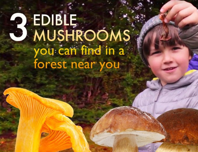 Guide to mushroom foraging, edible mushrooms, mushroom foraging, mushroom hunting, how to forage for mushrooms, mushroom hunting, wild mushrooms, poisonous mushrooms, 3 edible mushrooms