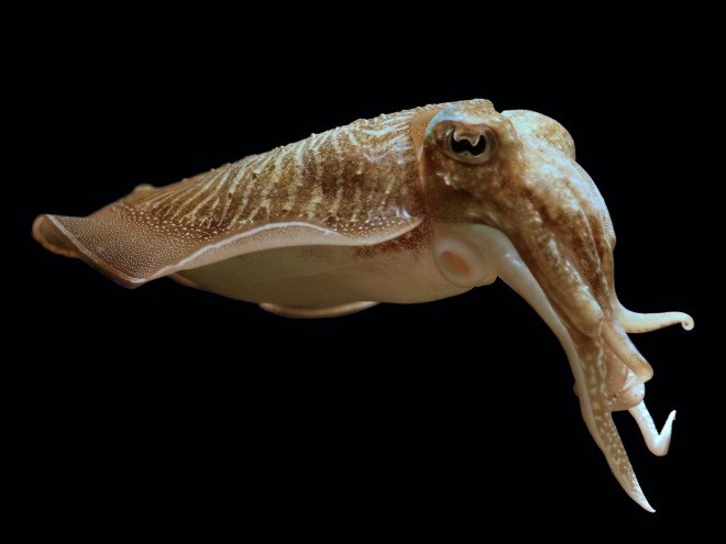 Mysterious ocean humming, mysterious ocean buzzing, ocean, fish, fish farts, cuttlefish