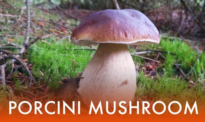Porcini Mushroom, King Bolete, Cep Mushroom, Boletus Edulis, mushroom foraging, gourmet mushrooms, edible mushrooms, porcini mushrooms, penny ben mushroom