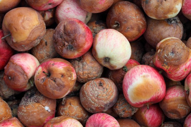 rotten apple battery, sodium-ion battery, lithium battery, karlsruhe institute of technology, stefano passerini, green battery, green energy, battery alternative, hard carbon battery