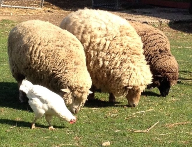 lewis oliver dairy farm, long island dairy farm, friends of the farm, sweet annabelle's, long island farm sanctuary, dairy farm turned animal sanctuary, vegan ice cream, ben & jerry's, non-dairy ice cream, fairtrade, non-gmo