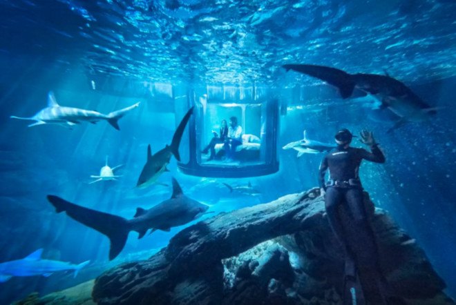 airbnb, sharks, france, paris, aquarium, airbnb contest, airbnb underwater bedroom, airbnb shark aquarium contest, underwater bedroom, surrounded by sharks, l'aquarium de paris