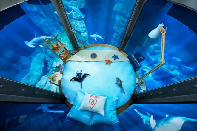 airbnb, sharks, france, paris, aquarium, airbnb contest, airbnb underwater bedroom, airbnb shark aquarium contest, underwater bedroom, surrounded by sharks, l'aquarium de paris