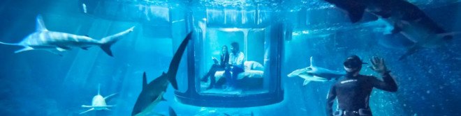 airbnb, sharks, france, paris, aquarium, airbnb contest, airbnb underwater bedroom, airbnb shark aquarium contest, underwater bedroom, surrounded by sharks, l'aquarium de paris