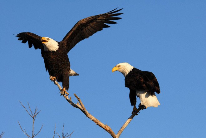 Eagles, eagle, bald eagles, bald eagle, wildlife, birds, US Fish and Wildlife Service