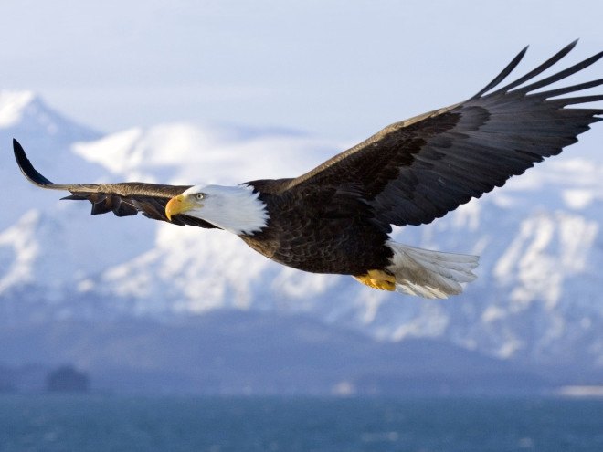 Eagles, eagle, bald eagles, bald eagle, wildlife, birds, US Fish and Wildlife Service, bald eagle in flight, flying bald eagle