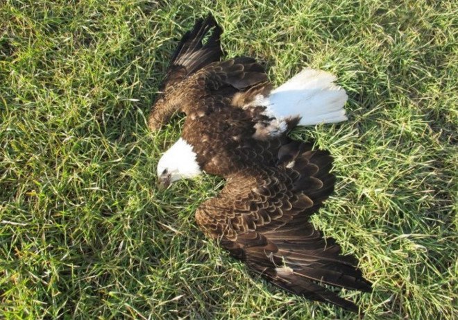 Eagles, eagle, bald eagles, bald eagle, wildlife, birds, US Fish and Wildlife Service