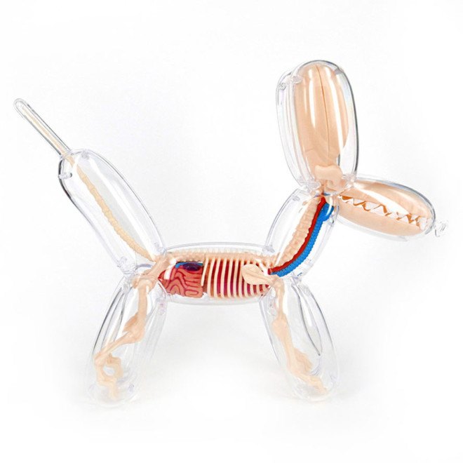 Jason Freeny, anatomical balloon dog, surreal art, Jason Freeny anatomical art kits, surrealist art
