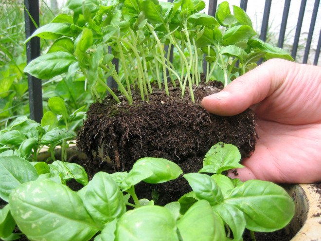 gardening, vegetables, diy, conservation, food, spring garden, garden, veggies from scraps, food from scraps, growing vegetables, grow your own garden, how to grow vegetables, how to grow your own garden, food scraps, basil