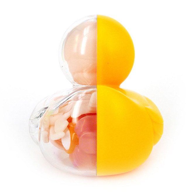 Jason Freeny, anatomical rubber ducky, surreal art, Jason Freeny anatomical art kits, surrealist art