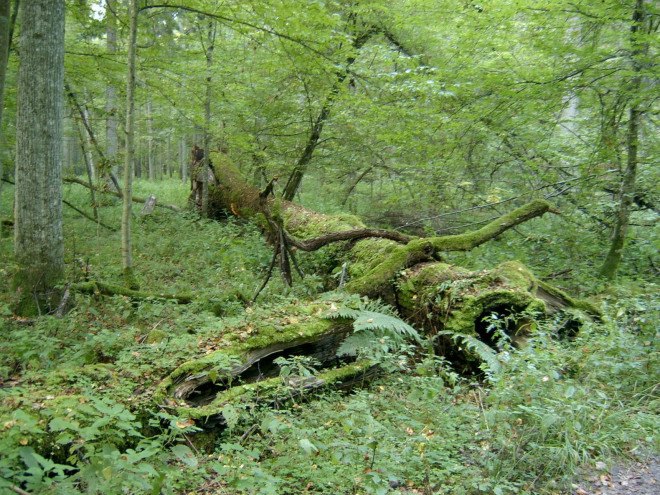 poland, belarus, Bialowieza Forest, Bialowieza Puszcza, logging, greenpeace, national parks, unesco world heritage site, unesco world heritage sites, protected land, natural forests, protected forests
