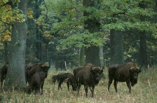 poland, belarus, Bialowieza Forest, Bialowieza Puszcza, logging, greenpeace, national parks, unesco world heritage site, unesco world heritage sites, protected land, natural forests, protected forests