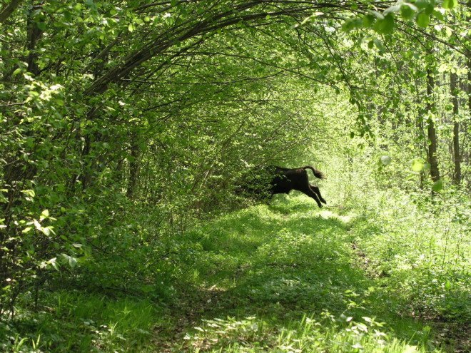 poland, belarus, Bialowieza Forest, Bialowieza Puszcza, logging, greenpeace, national parks, unesco world heritage site, unesco world heritage sites, protected land, natural forests, protected forests
