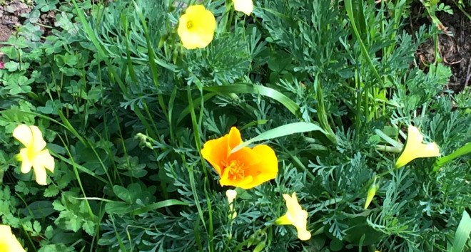 California poppies, yellow oxalis, native and non-native plants