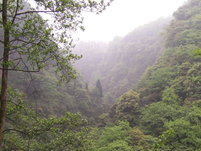 China, deforestation, reforestation, National Forest Conservation Program, climate change, conservation, trees, forests