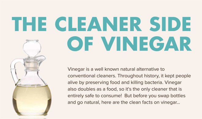 infographic, vinegar, cleaning with vinegar, vinegar bacteria, how to clean with vinegar, is vinegar safe, is vinegar sanitary, natural cleaning