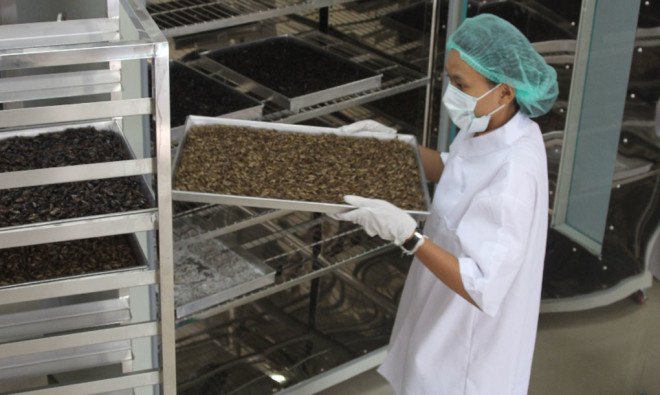Edible insects, cricket flour, insect flour, sustainable food, conservation, EIF Thailand, crickets, insect farming, protein, sustainable protein, Chiang Mai