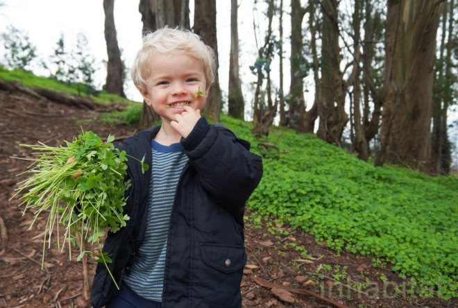 false shamrocks, edible oxalis, oxalis, sourgrass, bermuda buttercup, pesticides in san francisco, san francisco oxalis