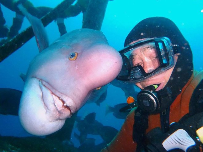 Fish, fish feelings, fish friendship, Yoriko, Hiroyuki Arakawa, diving, scuba diving, diver, Japan