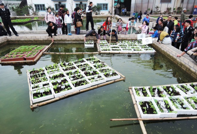 Thomas Chung, Floating Fields, Bi-City Biennale Urbanism/Architecture, aquaponics, water purification, water filter, fish ponds, urban farming, urban agriculture, algae, microalgae, green urban design, urban garden