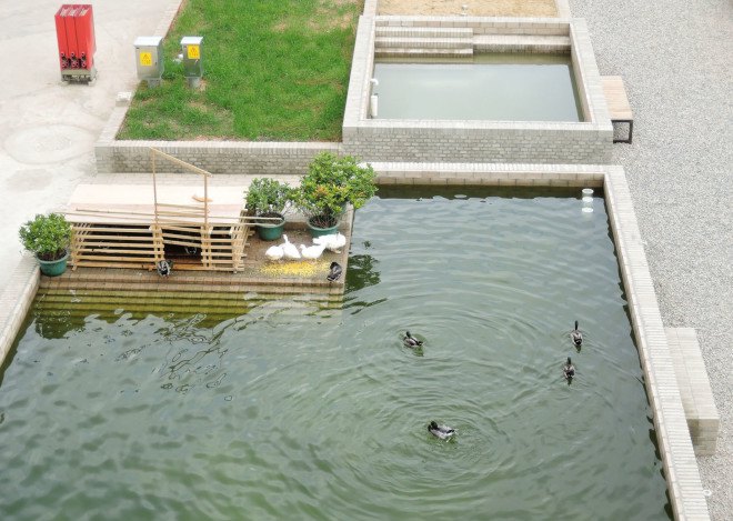 Thomas Chung, Floating Fields, Bi-City Biennale Urbanism/Architecture, aquaponics, water purification, water filter, fish ponds, urban farming, urban agriculture, algae, microalgae, green urban design, urban garden
