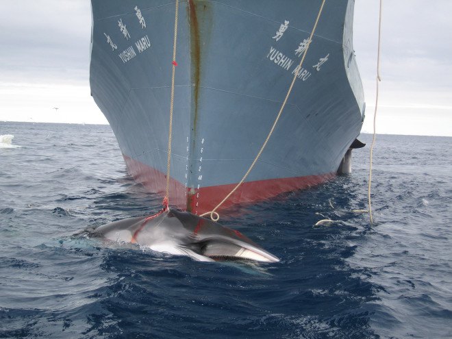 Japan, Japanese whaling, whaling, international law, Antarctic minke whales, whales, whale, pregnant whales, illegal whaling