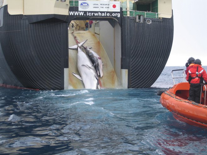 Japan, Japanese whaling, whaling, international law, Antarctic minke whales, whales, whale, pregnant whales, illegal whaling