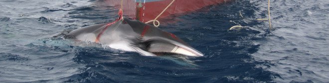 antarctic whaling, illegal whaling, International Whaling Commission, Japanese Antarctic whaling expeditions, japanese whaling, whaling, whaling in japan, minke whale hunting, minke whales, whales, International Court of Justice, un international court of justice, endangered, Japan kills 333 whales, pregnant whales, pregnant whales killed, 333 whales killed, scientific research, environmentalists condemn whaling, nations condemn whaling, International Court of Justice whaling, International Whaling Commission, International Whaling Commission Japan, commercial whaling, stop commercial whaling, World Wildlife Fund whaling, World Wildlife Fund study whales, Japanese whale meat, Japanese don't eat whale meat, International Union for the Conservation of Nature, International Union for the Conservation of Nature whales